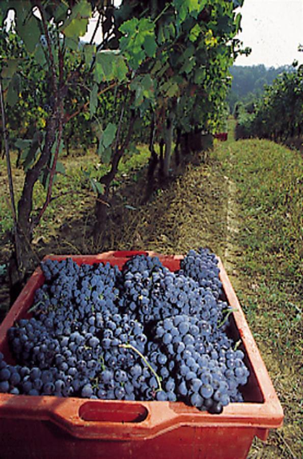 Marchesi Incisa Winery Lodge Rocchetta Tanaro Εξωτερικό φωτογραφία