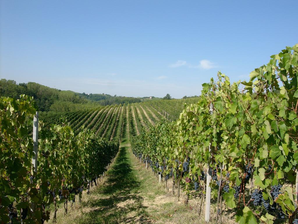 Marchesi Incisa Winery Lodge Rocchetta Tanaro Εξωτερικό φωτογραφία
